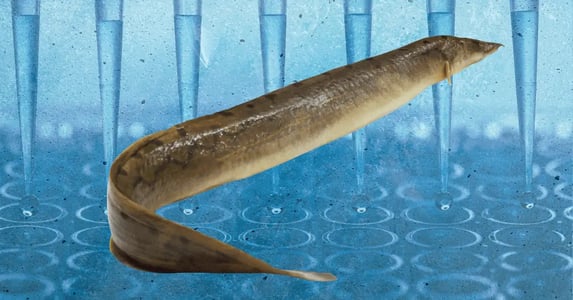 A freshwater eel in front of a blue background with test tubes and droppers.